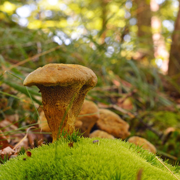   hydnellum compactum mushroom