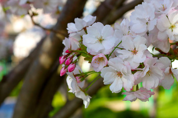 Japanese cherry "Kanzan" with gentle pink flowers, Prunus avium, wild cherry, sweet cherry