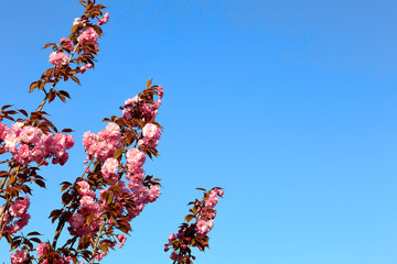 Flowering branch with pink cherry blossoms against the blue sky