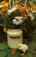 Autumn view: lovely chicken, yellow and orange flowers in water can. Copy space. Sunny light
