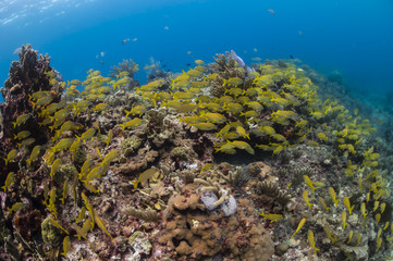 Colorful Coral Reefs of Isla Mujeres, Mexico