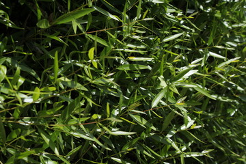 green fresh bamboo texture background