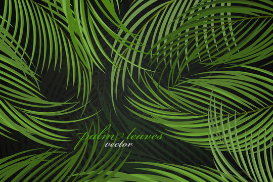 Palm leaves scene vector wallpaper nature background