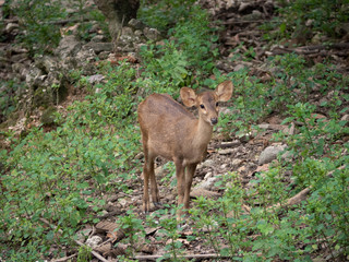 Young doe deer in forest