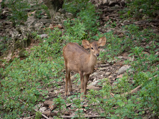 Naklejka na ściany i meble Young doe deer in forest