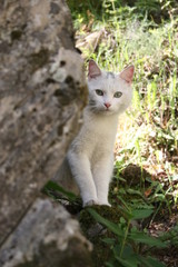 Wild european cat.