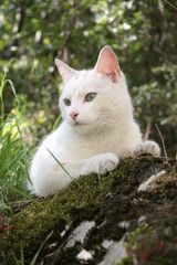 Obraz premium Wild european cat.