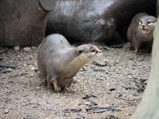Asian small clawed otter