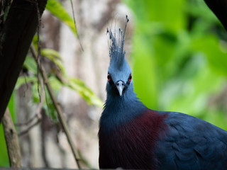 Obraz premium Victoria crowned pigeon in natural