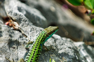Lizard