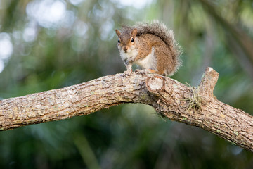 Naklejka na ściany i meble Macro of a squirrel on a branch, Miami Florida