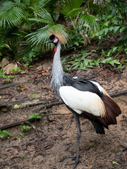 Crowned crane in jungle