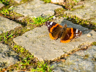 Edelfalter Admiral Schmetterling