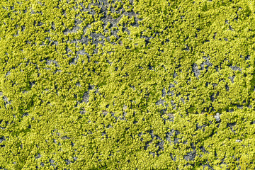 Lichen on rock. Texture, background 