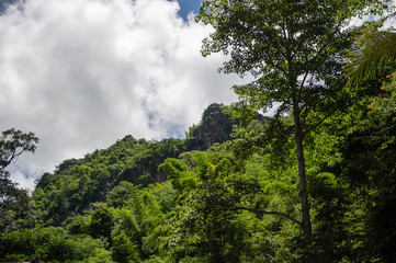 ภูเขาป่าสีเขียว