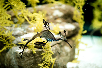 Aquarium Fish