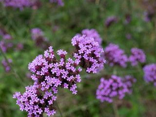Obraz premium Purple verbena flower with blur background