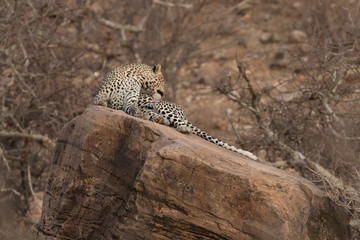 Leopard on rock