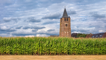 Corn field with a church tower on the background against a blue sky with dramatic clouds, Flanders, Belgium