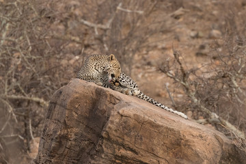 Leopard on rock
