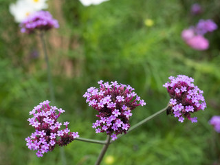 Obraz premium Purple verbena flower with blur background