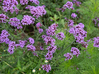 Purple verbena flower with blur background