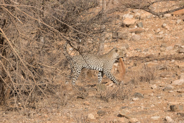 Leopard with catch