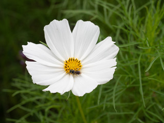 Fototapeta premium White cosmos with bee