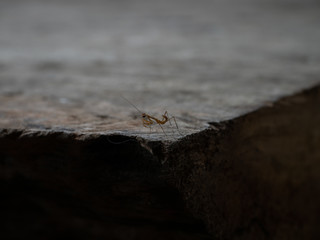 small bug likes ant and grass hopper