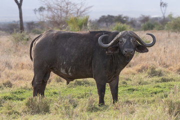 Cape Buffalo