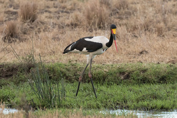 Saddle-Billed Stork