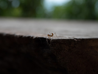 small bug likes ant and grass hopper