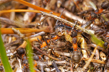 Red wood ants hunting grasshopper in anthill, Danubian wetland, Slovakia forest, Europe