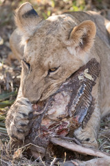 Fototapeta premium Lion eating