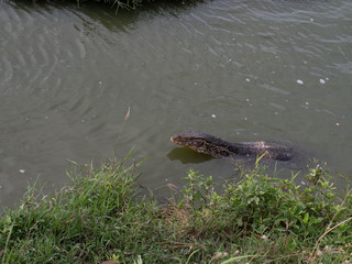 Varanus salvator  in marsh