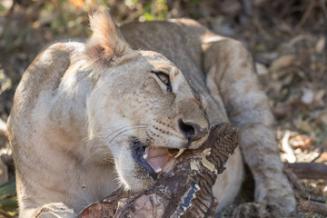 Lion eating