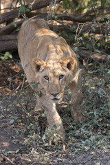Lion