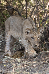 Lion
