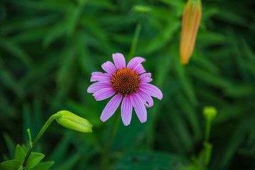 close up view of a purple coneflower