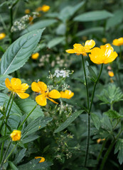 Buttercups
