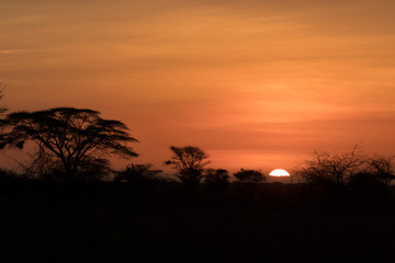Naklejka na ściany i meble Sunrise in Meru National Park