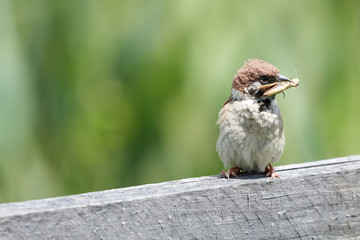 Sparrow