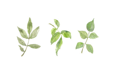 Obraz premium Set of rose leaves on white background, watercolor illustrator, hand painted