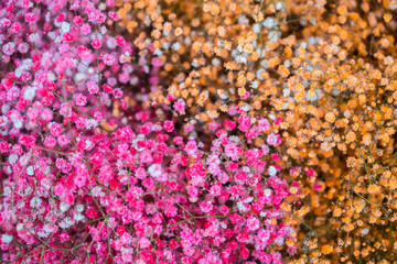 Rose and orange little flowers composition background