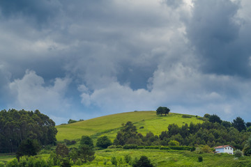 Green Landscape with tree and dramtic sky