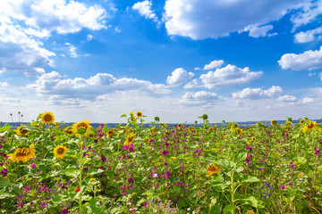 Naklejka premium Feld im Sommer mit bunten Blumen