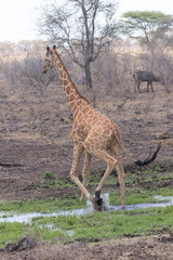 Naklejka premium Giraffe crossing stream