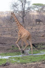 Giraffe walking