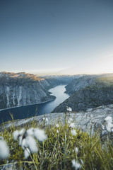 Plants overlooking a norwegian fjord