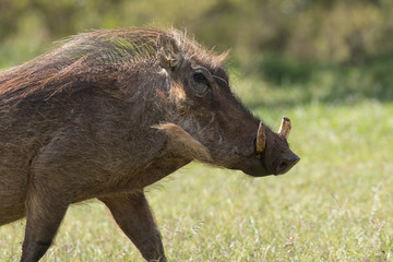 Common warthog